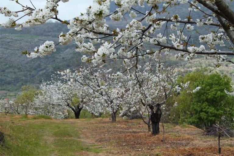 cerezas