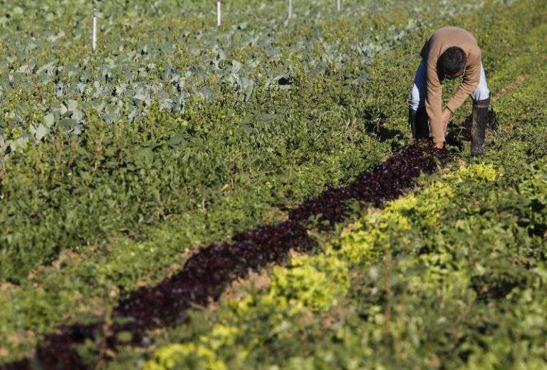 superficie ecológica