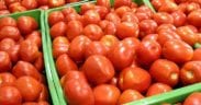 Rusia tomate importación marruecos