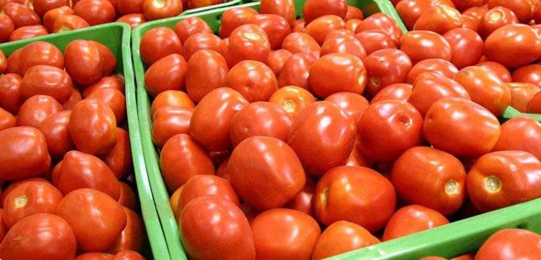 Rusia tomate importación marruecos