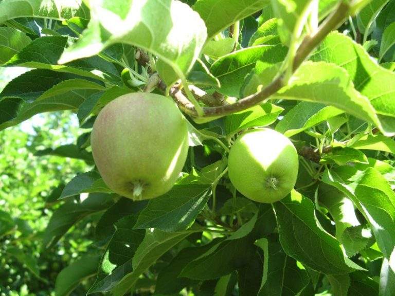 manzana huella de carbono