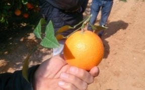 Naranja Cambria