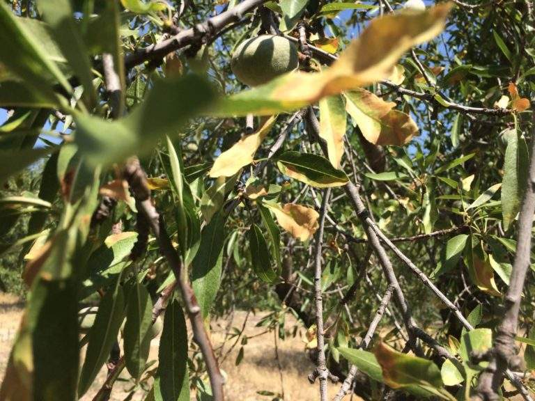 Xylella