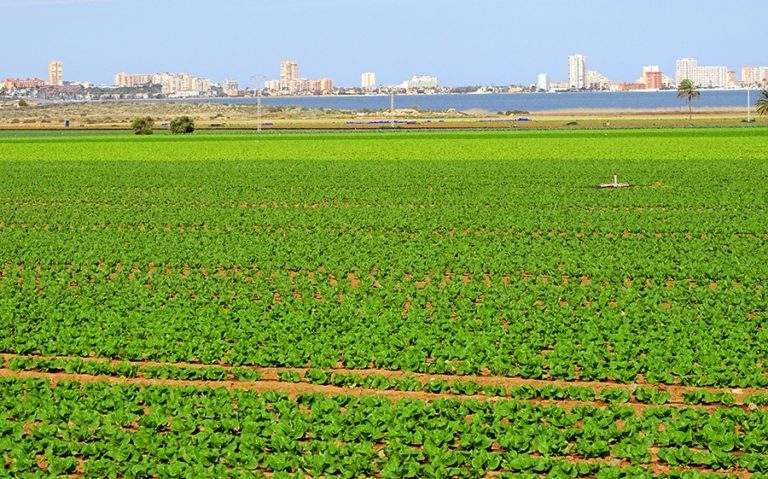 Campo de Cartagena deslocalización