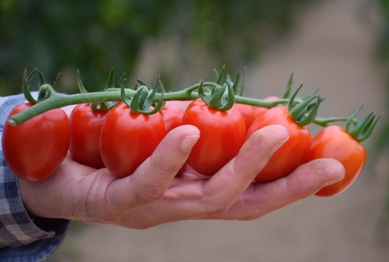 tomate exportación Almería