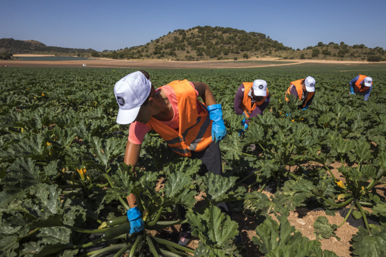 Agromediterránea