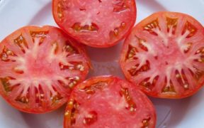 tomate rosa