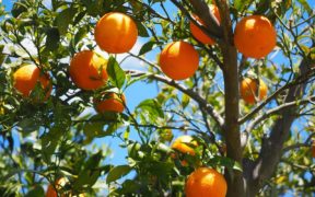 Importaciones naranjas de Egipto
