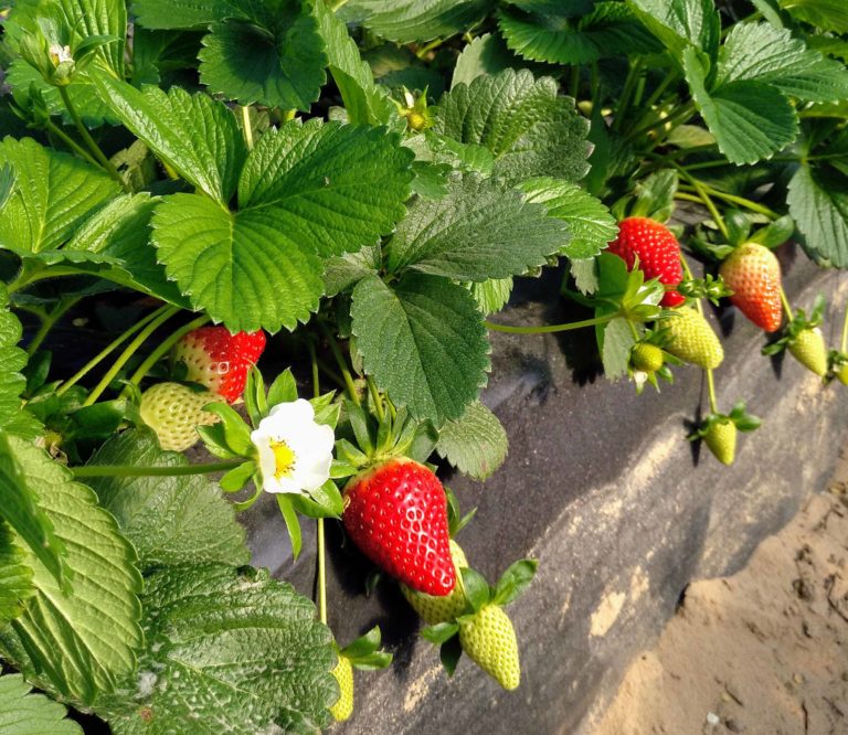 Berries onubenses