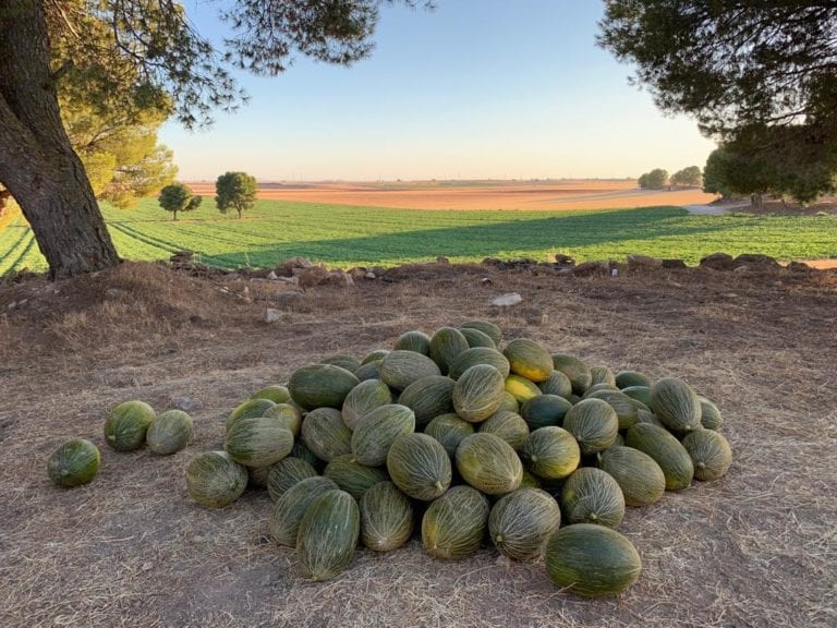 melón