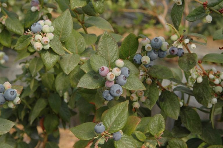 arándano plaga Huelva