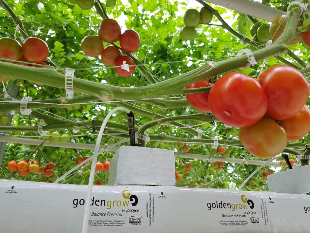 Consejos Para Optimizar El Riego Por Goteo En El Cultivo De Tomates: Caudal  Y Frecuencia Adecuados