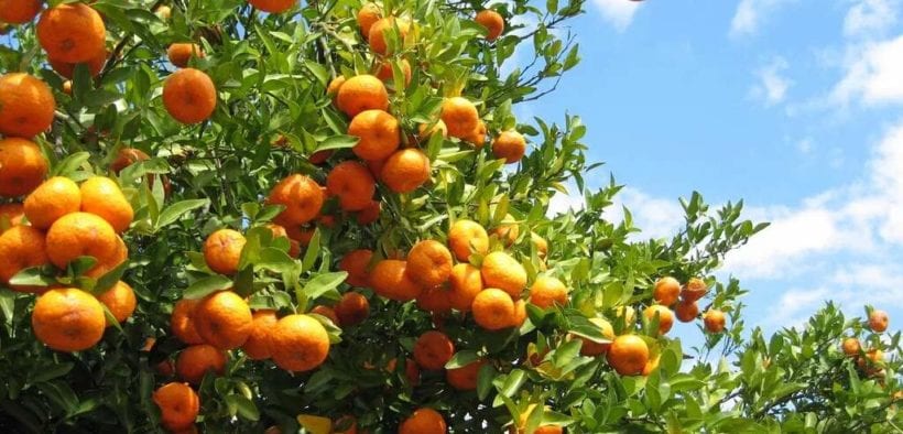 mandarinas Sudáfrica