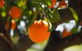 naranjas exportaciones