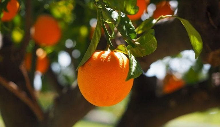 naranjas exportaciones