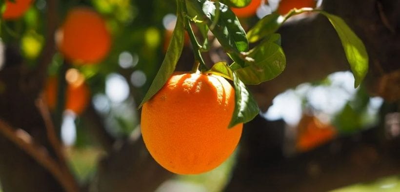 naranjas exportaciones