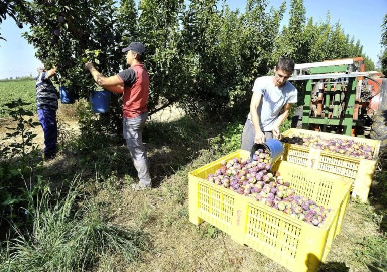 fruta de hueso Extremadura