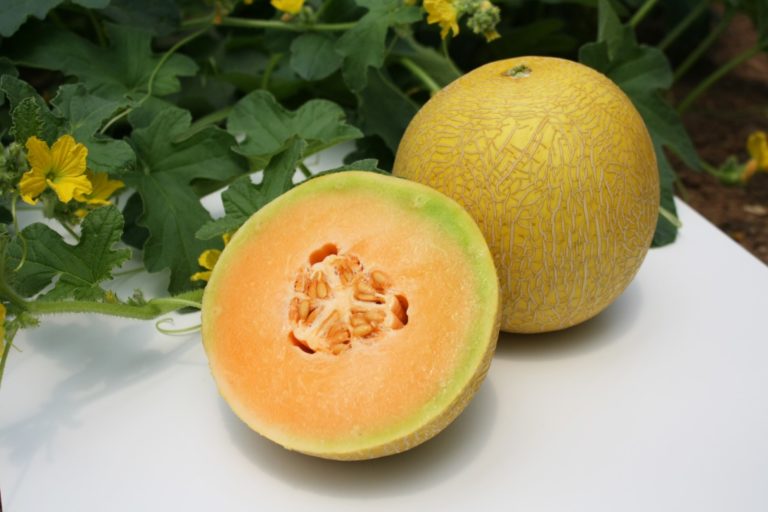 melón Galia