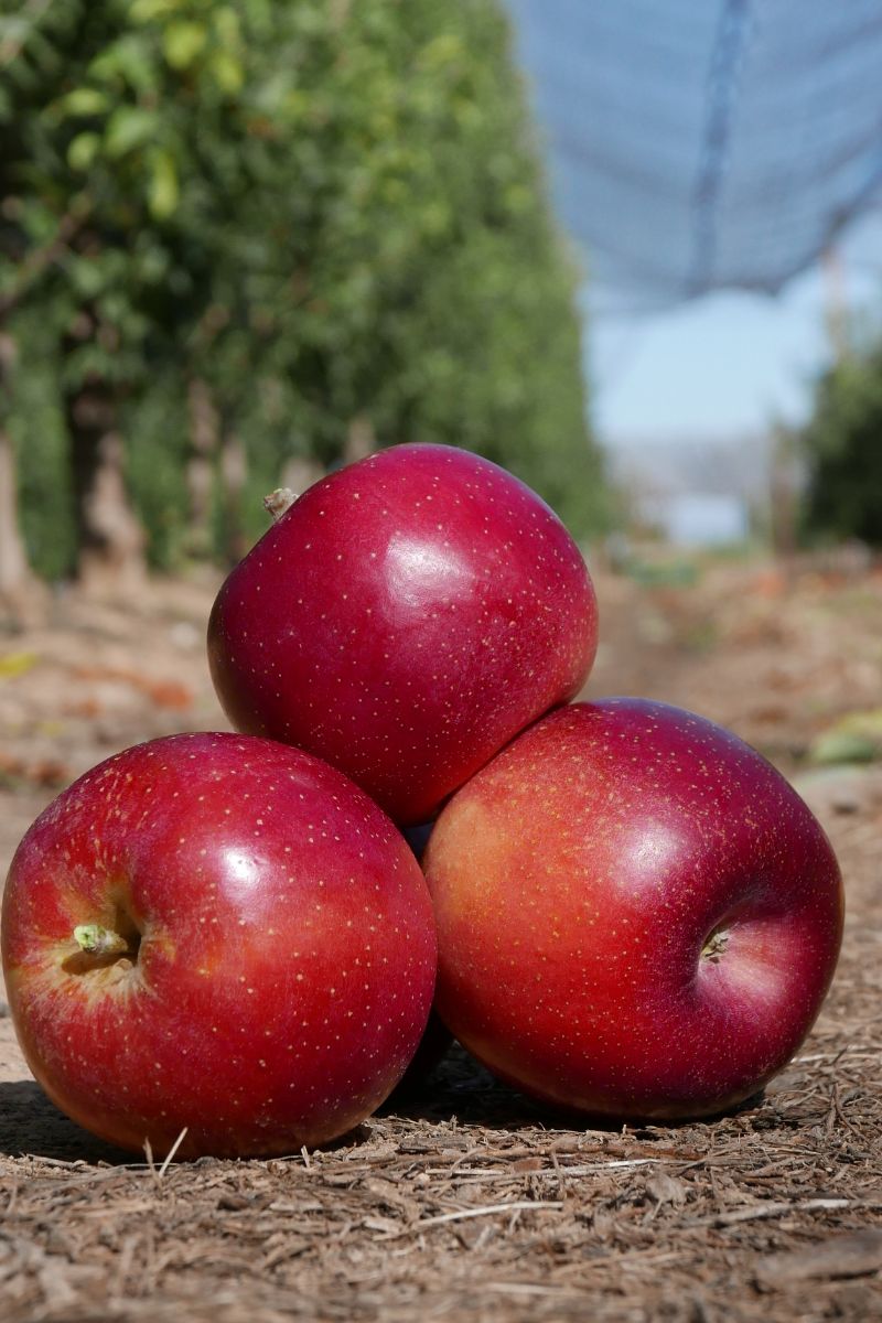 árabe Puede soportar Solicitud Día de la Manzana: Propiedades para la salud
