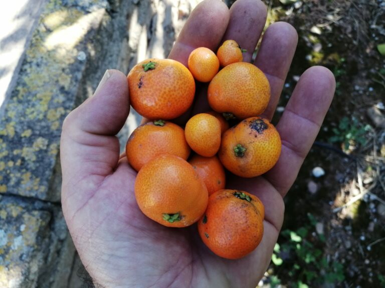 cítricos cotonet