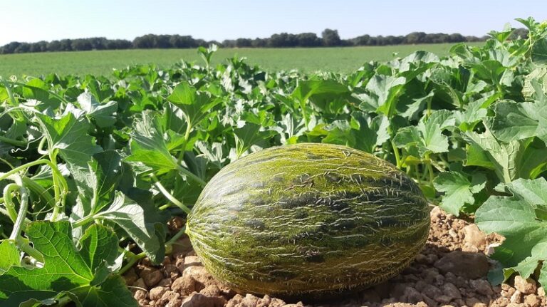 melón sandía La Mancha