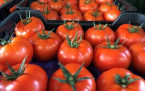 Rijk Zwaan tomate