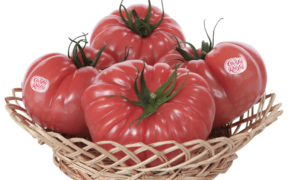 grupo agroponiente tomate sabor