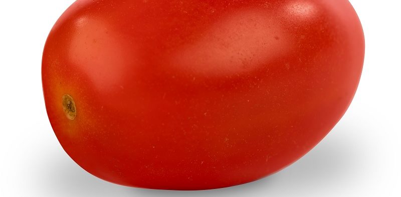 Semillas Fitó tomate