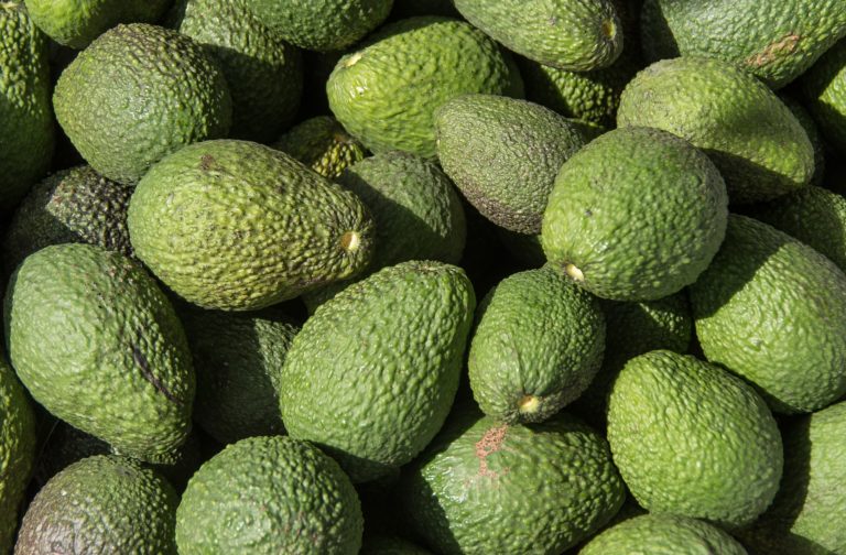 Cultivo de aguacate