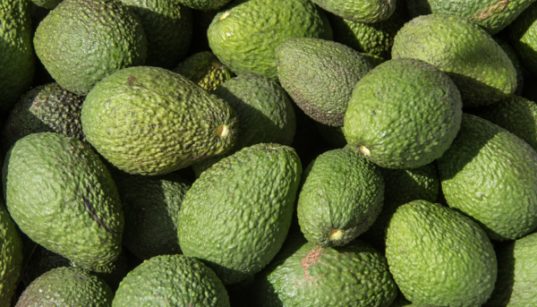 Cultivo de aguacate