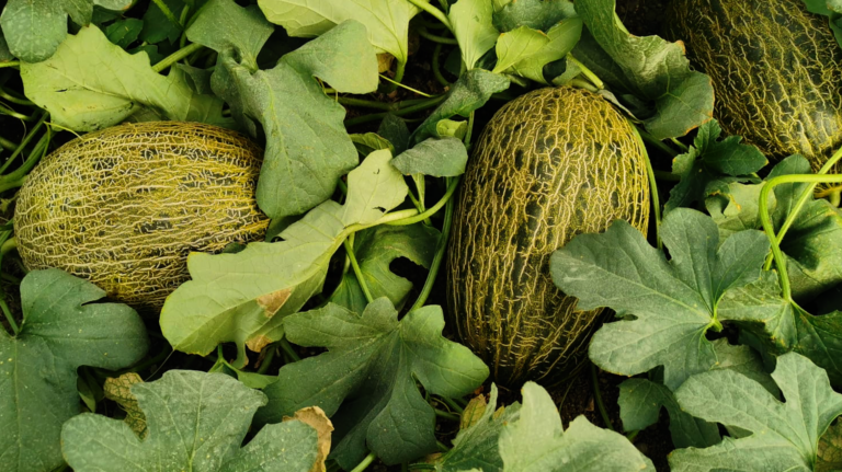 melón almería