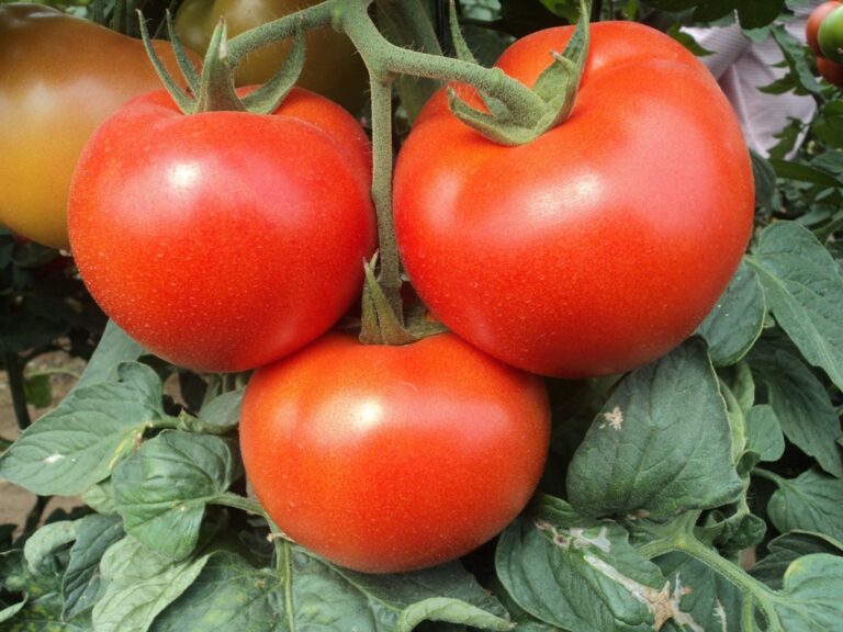 tomate