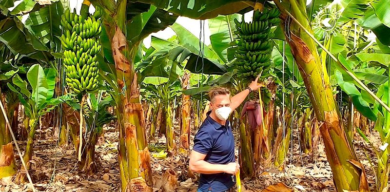 control biológico Koppert plátano