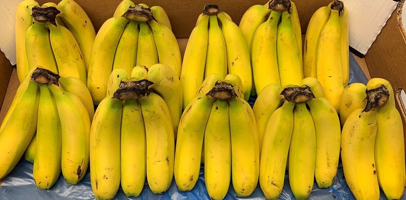Sanifruit plátano banana