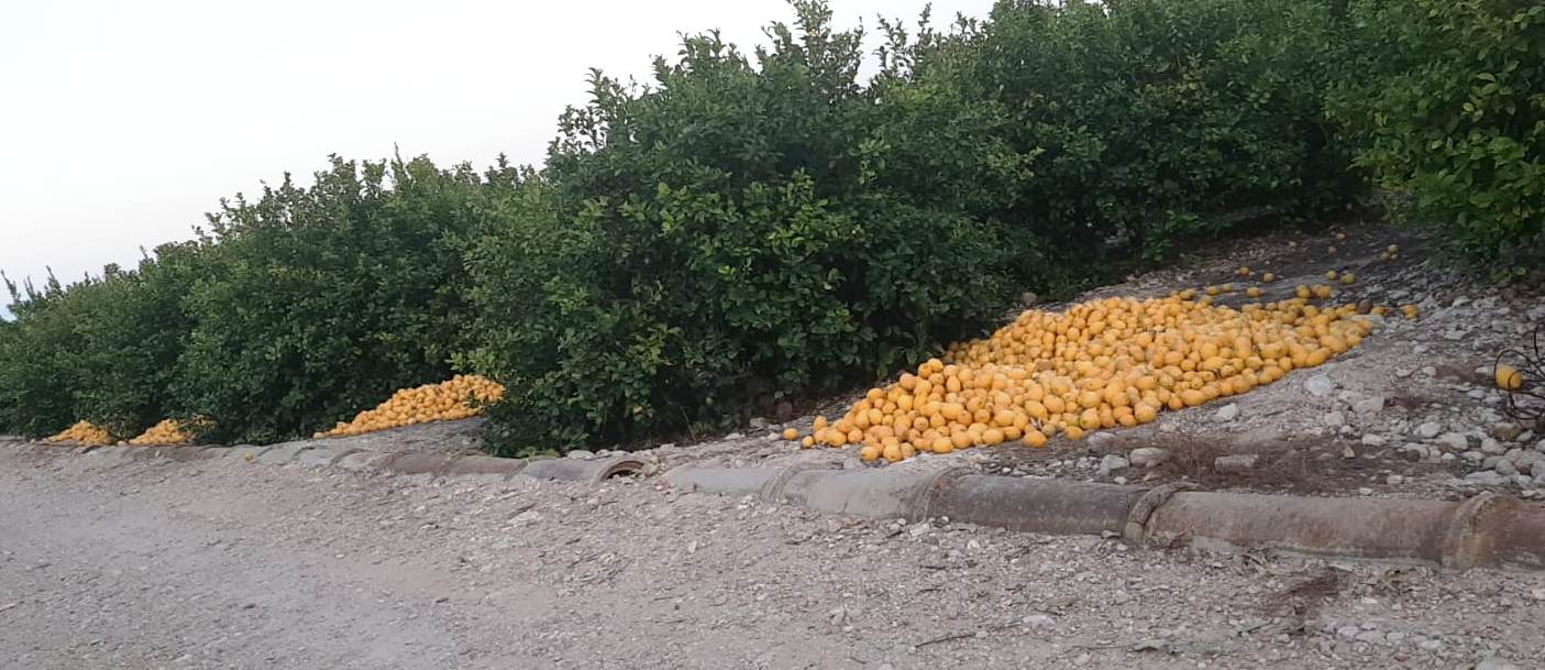 110 millones de euros de pérdidas en la campaña de limón alicantino
