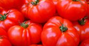Marruecos tomate