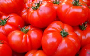 Marruecos tomate