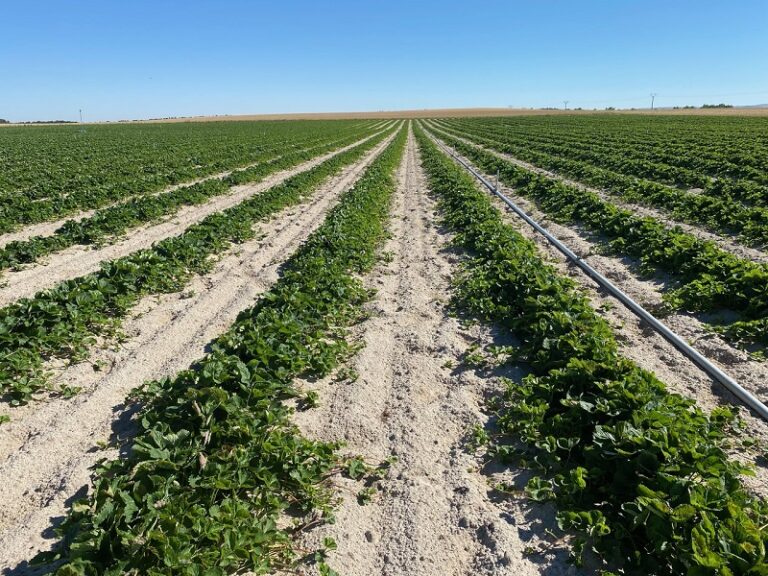 Vivero El Pinar fresa desinfección