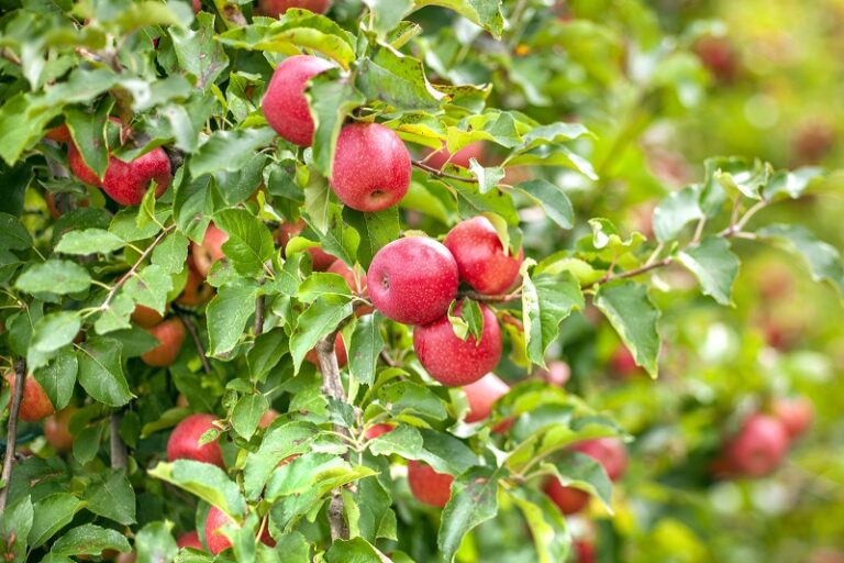 manzana