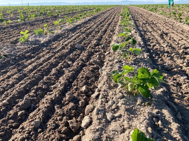 Plantberrys viveros fresa