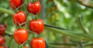 tomate sostenibilidad