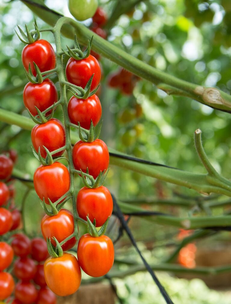 tomate sostenibilidad