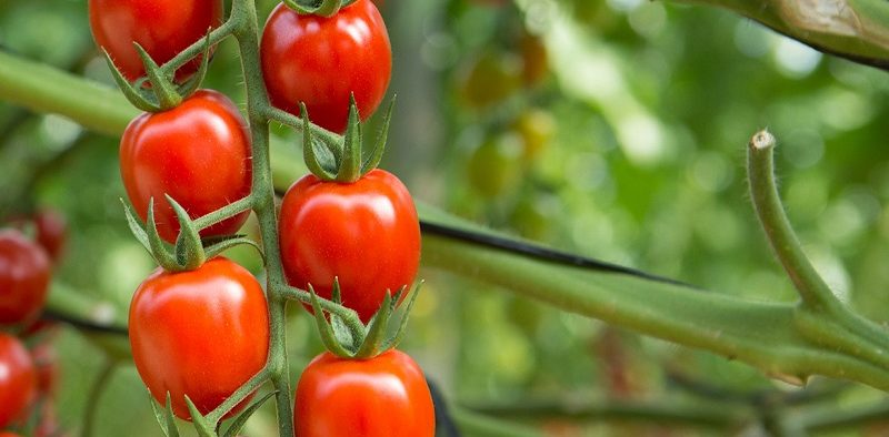 tomate sostenibilidad