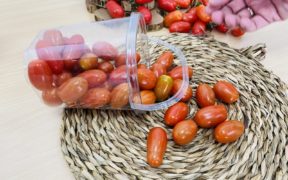 Enza Zaden tomate resistencias