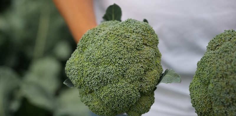 HM.Clause brócoli