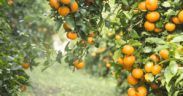Orri cítricos mandarina