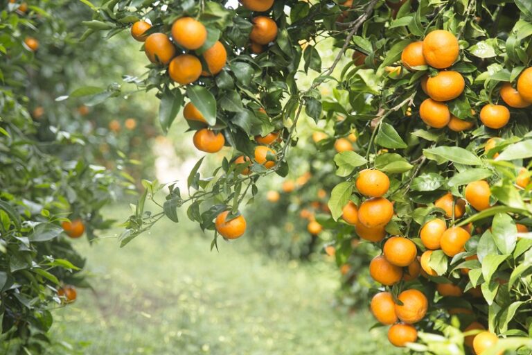 Orri cítricos mandarina