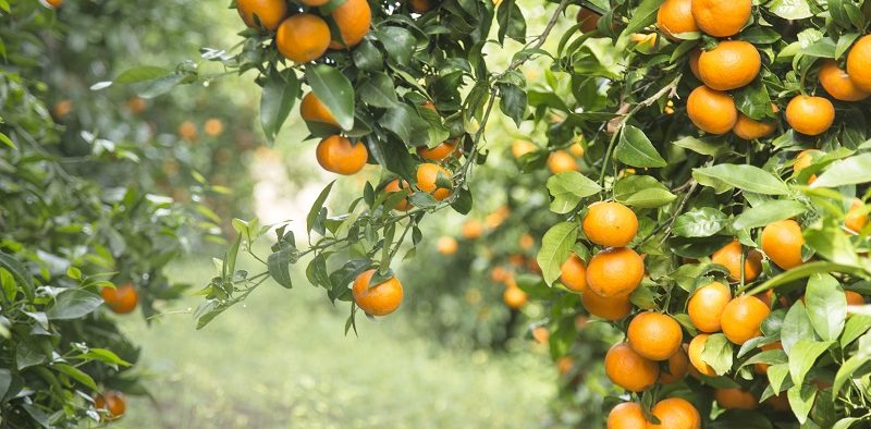 Orri cítricos mandarina