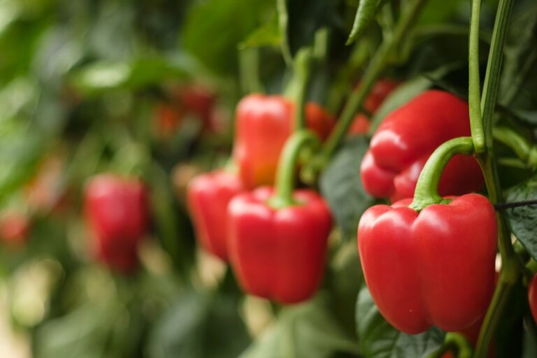 Cultivo de pimiento exportaciones de hortalizas