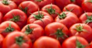 exportación tomate